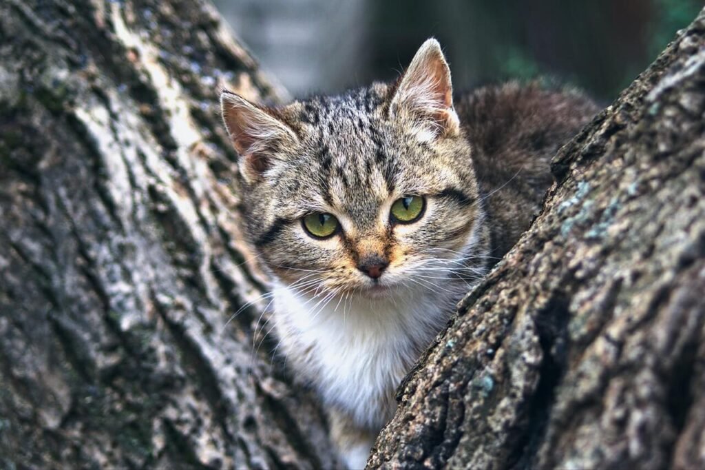 Homemade Wet Cat Food Recipes: Best 7 Expert Tips!
