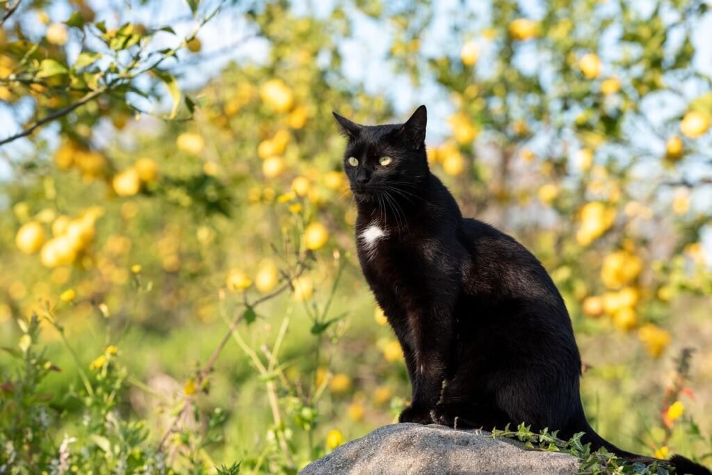 Understanding Cat Blood Types: Best 7 Health Tips!