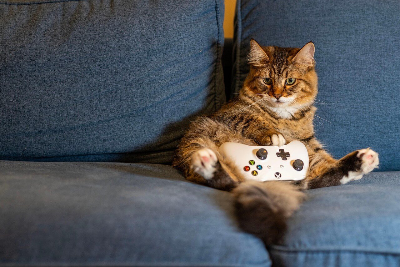 Why Is My Cat Peeing on My Bed? Best 7 Expert Tips!