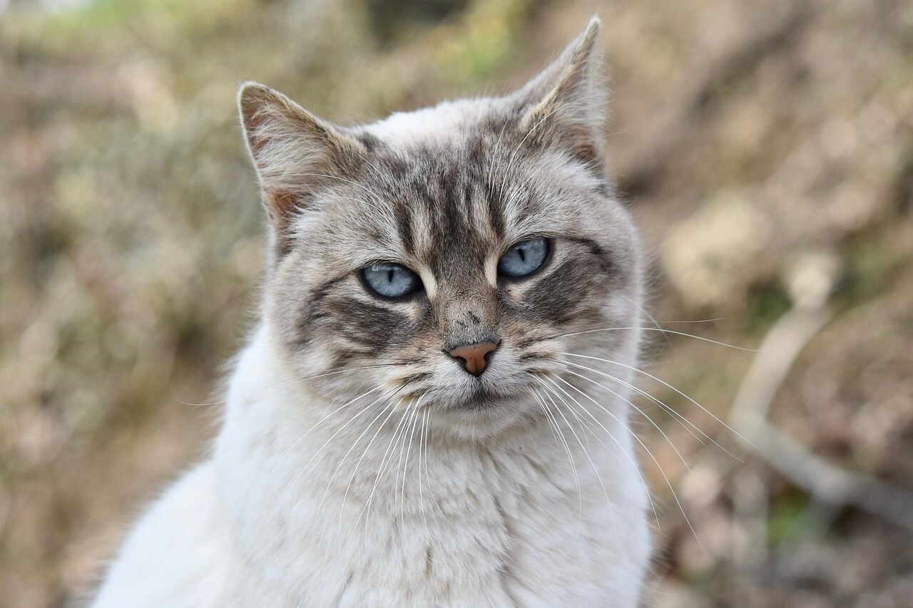 The Mysterious World of Cat Yowling: Best 7 Expert Tips!