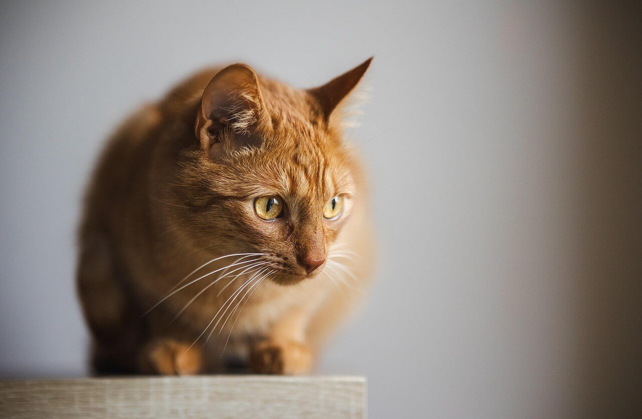 Cat Sneezing and Vomiting: Best 7 Expert Tips!