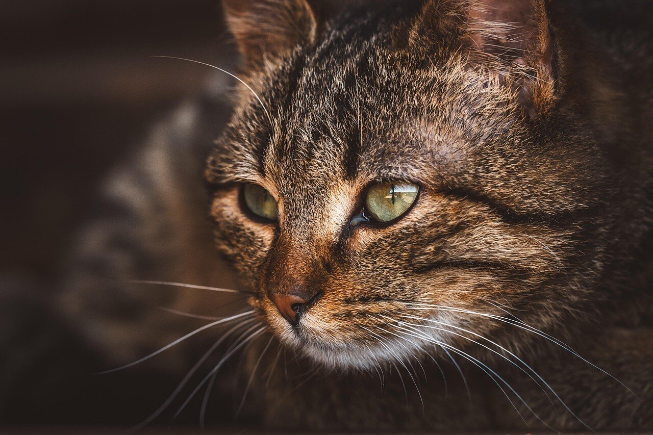 Feline Herpes Symptoms: Best 7 Health Tips!