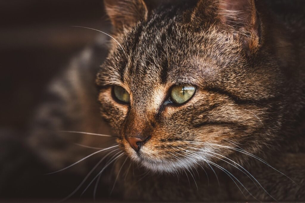 Decoding Cat Ear Positions: Best 7 Expert Tips!