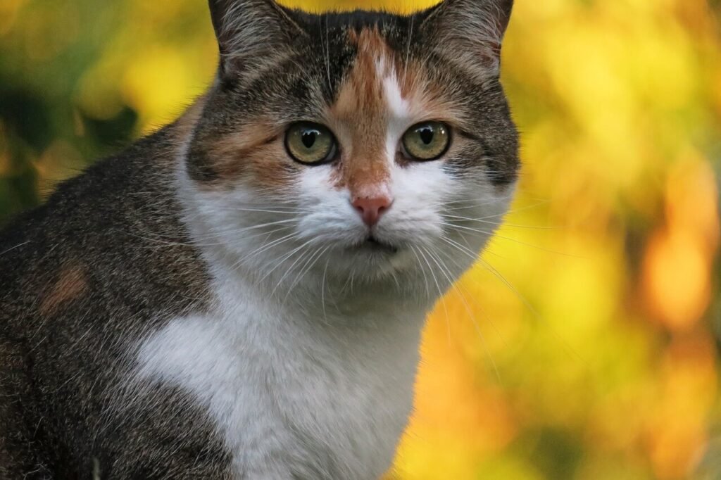 Cat Litter Pine Pellets: Best 7 Expert Tips!