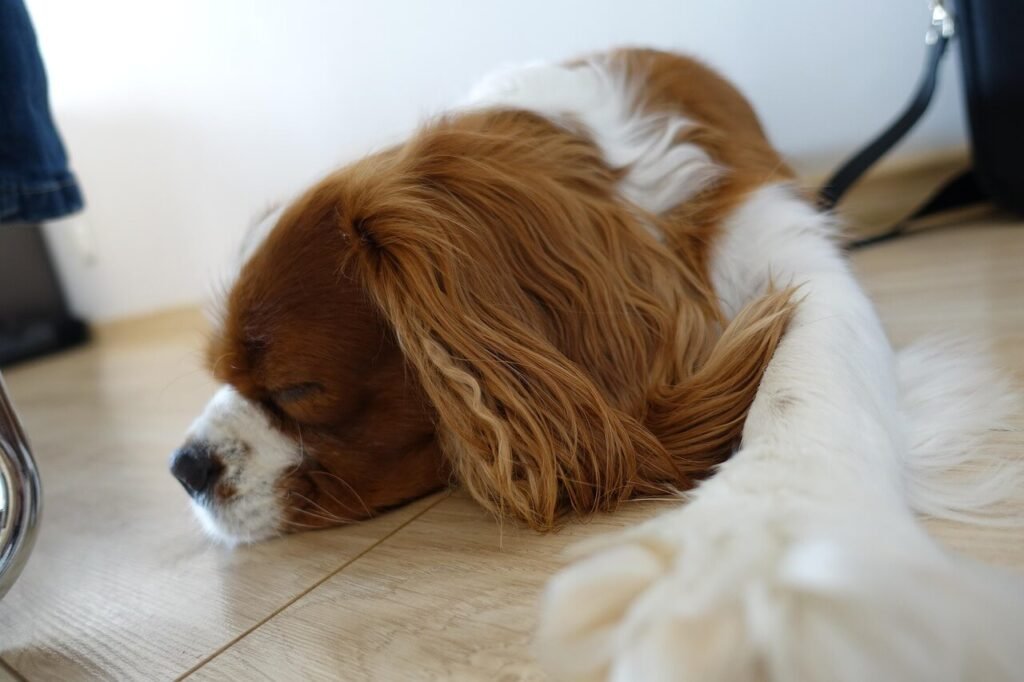 What to Feed a Dog with Liver Problems: Best 7 Tips!