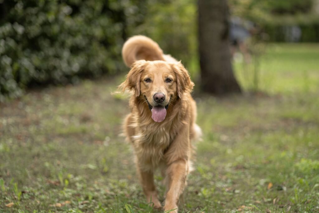 What to Do If Your Dog Eats a Pork Bone: Best 7 Expert Tips!