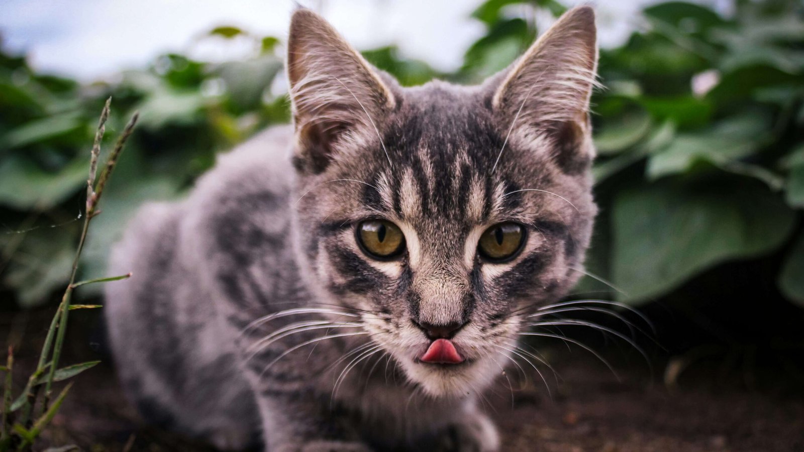 Cat Wound Treatment: Best 7 Health Tips!