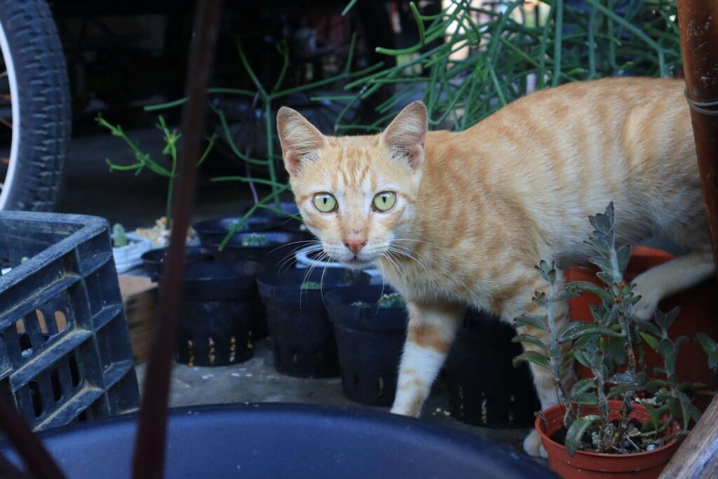 Are Carnations Cat Safe? Best 7 Expert Tips!