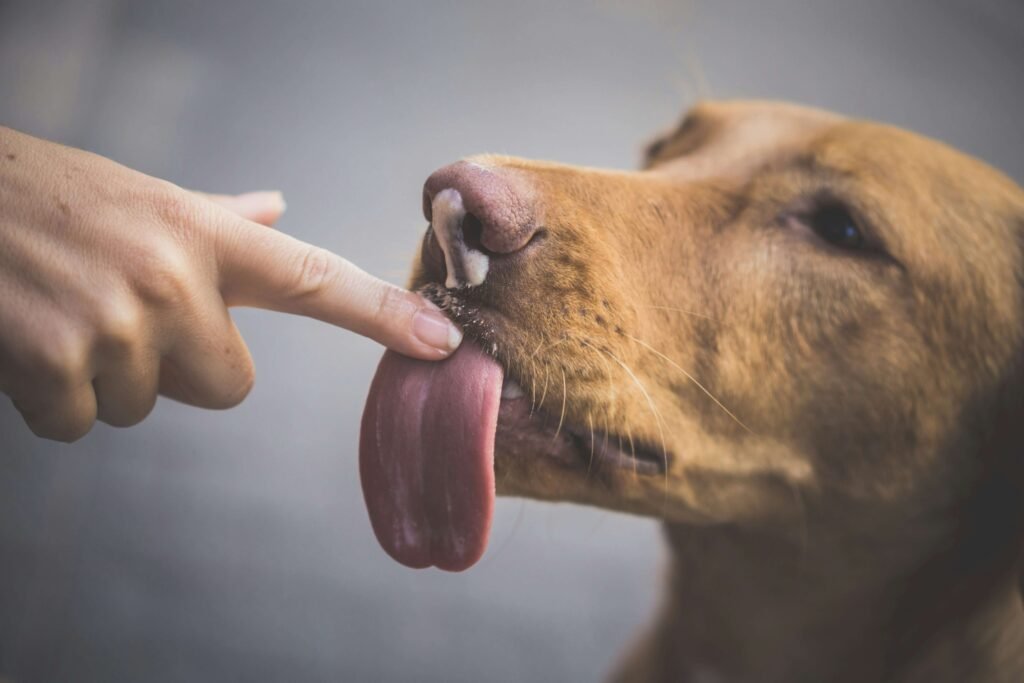 Embracing Force Free Dog Training: Best 7 Expert Tips!