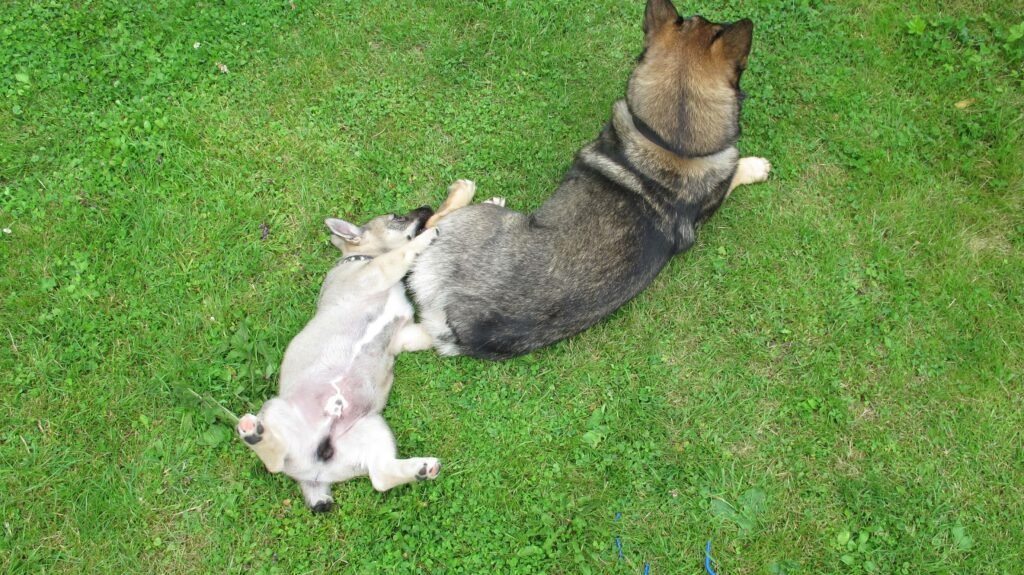 How Many Times Can a Dog Get Pregnant? Best 7 Tips!
