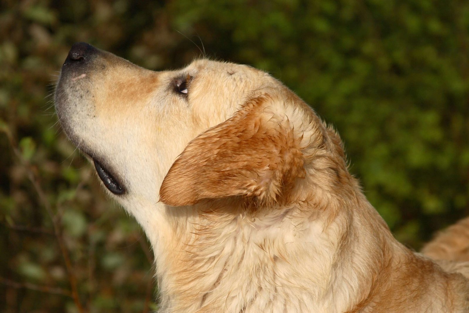 How to Give Liquid Medicine to a Dog: Best 7 Expert Tips!