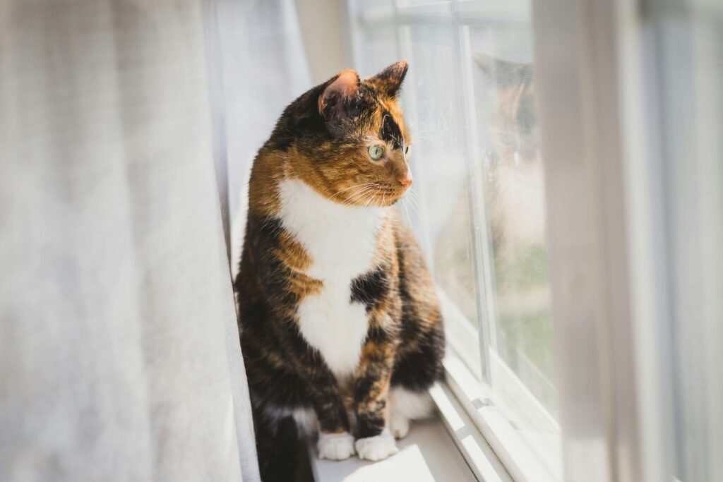My Cat Is Lethargic but Eating and Drinking: Best 7 Tips!