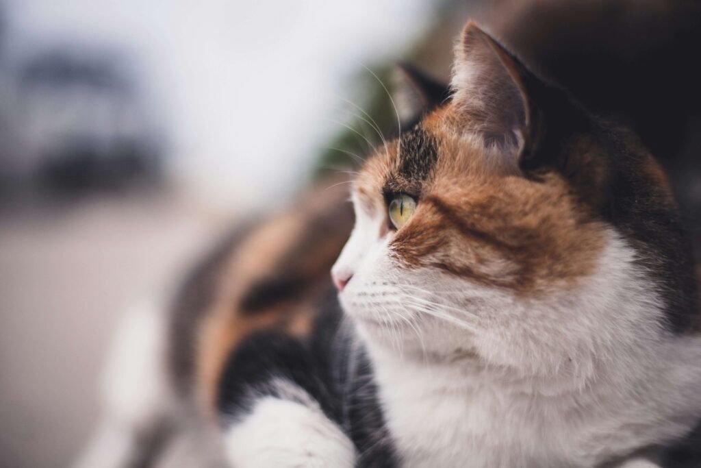 Understanding Cat Ear Yeast Infections: Best 7 Health Tips!