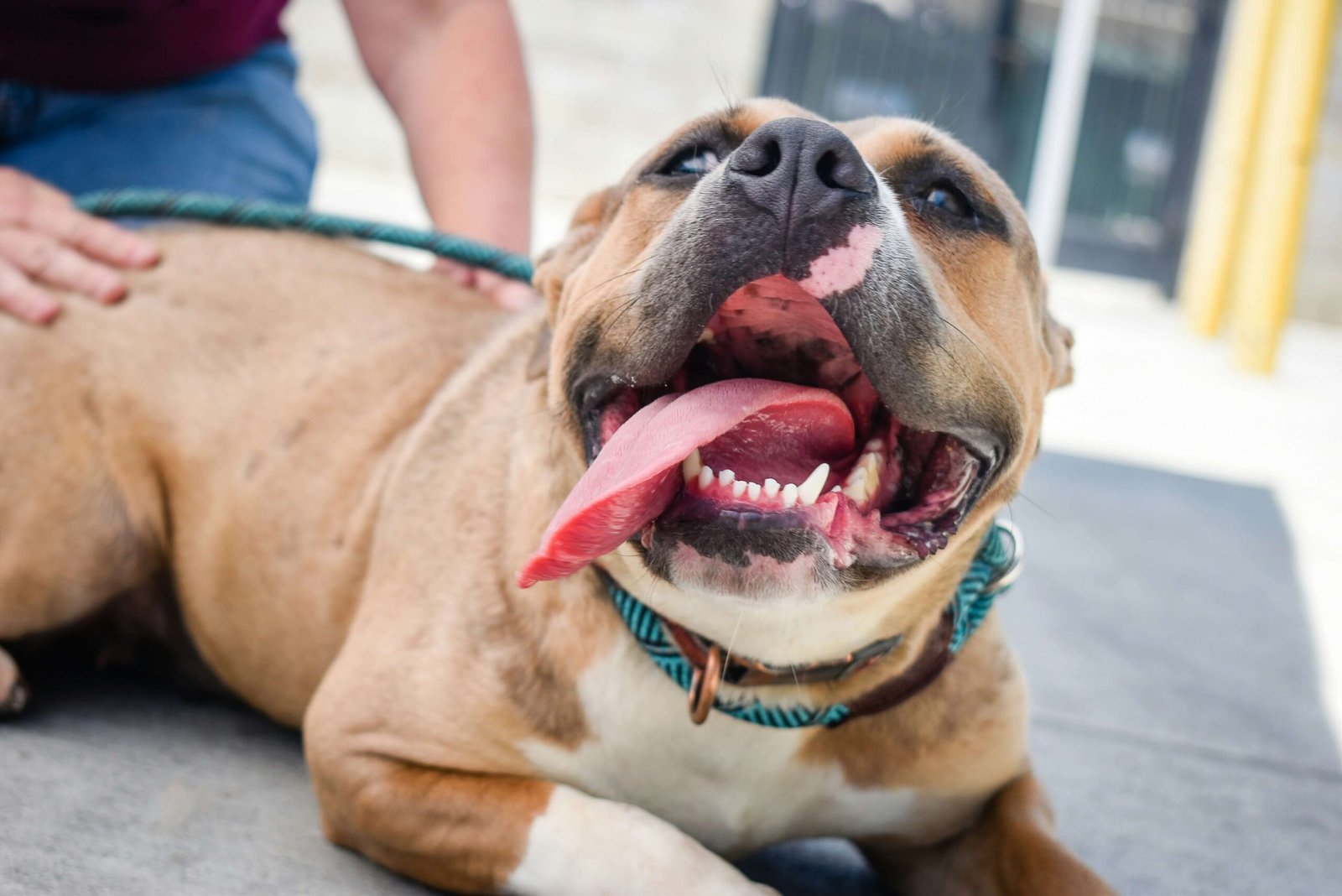 Dog Resource Guarding a Favorite Human Being: Best 7 Tips!