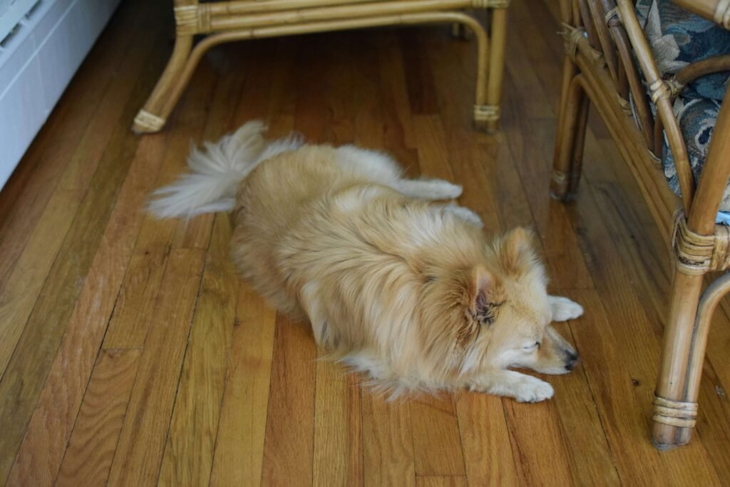 Can My Dog Eat Vanilla Ice Cream? Best 7 Health Tips!