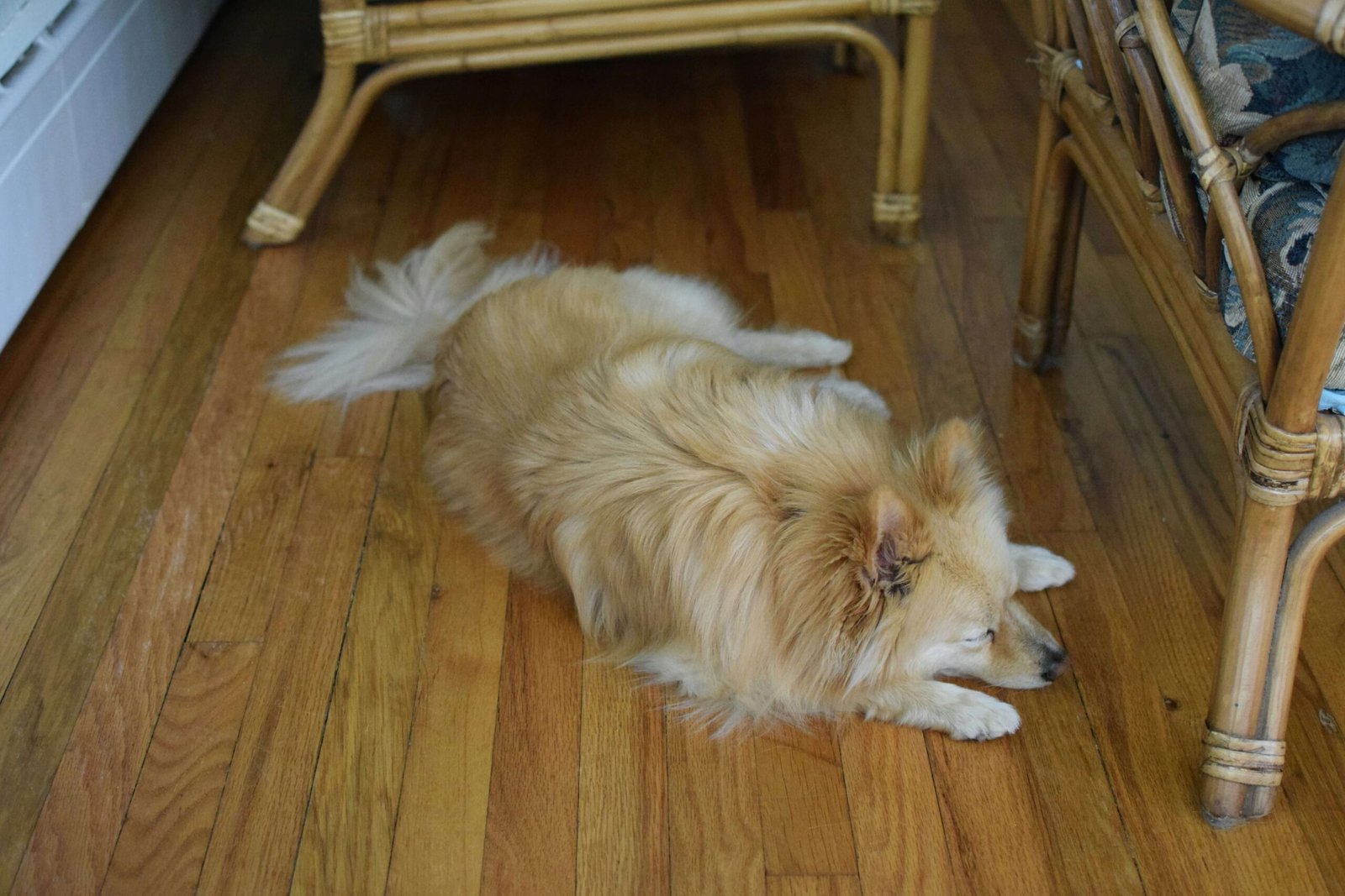 Can My Dog Eat Vanilla Ice Cream? Best 7 Health Tips!