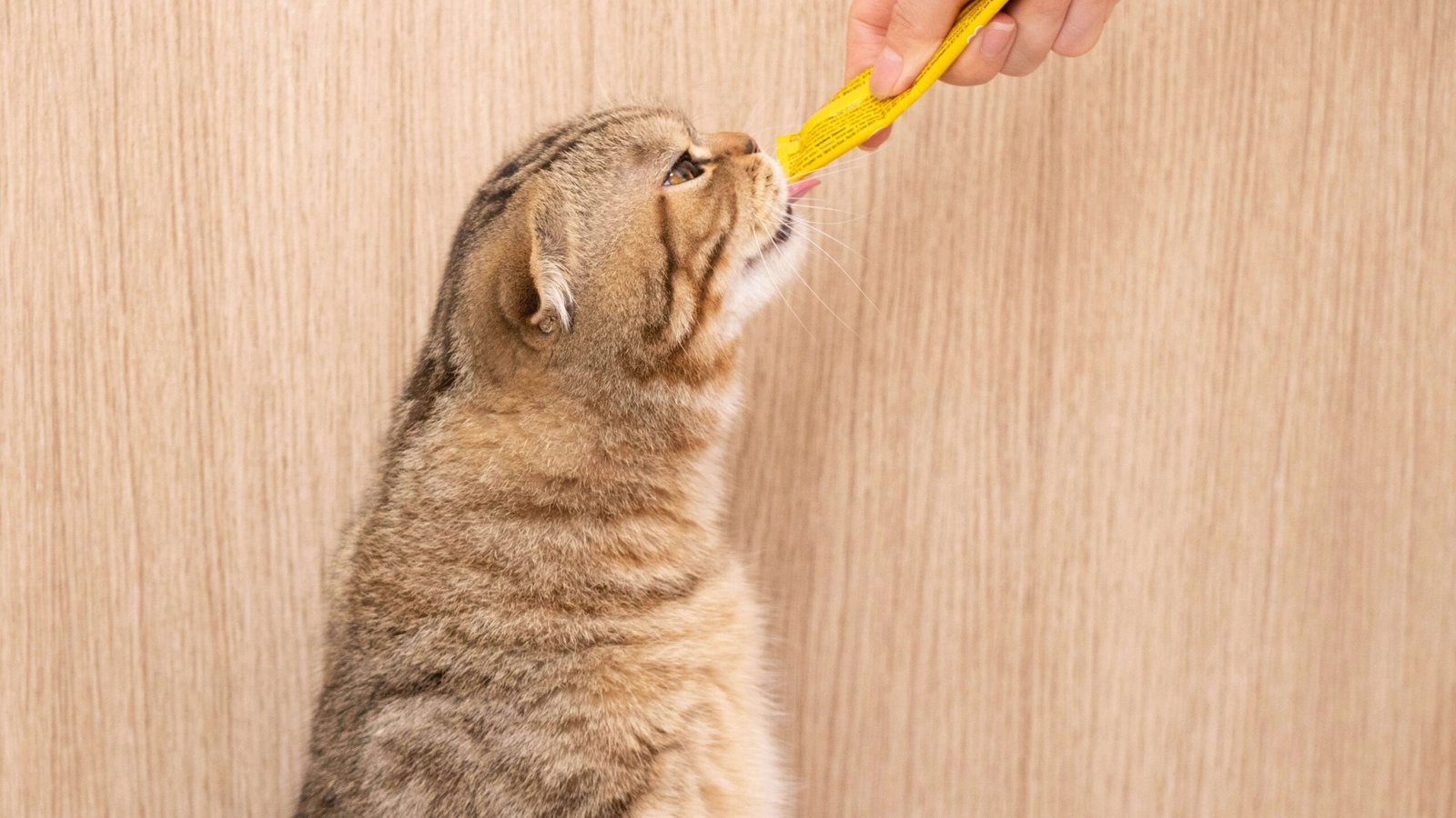 Can Cats Eat Raw Chicken? Best 7 Expert Tips!
