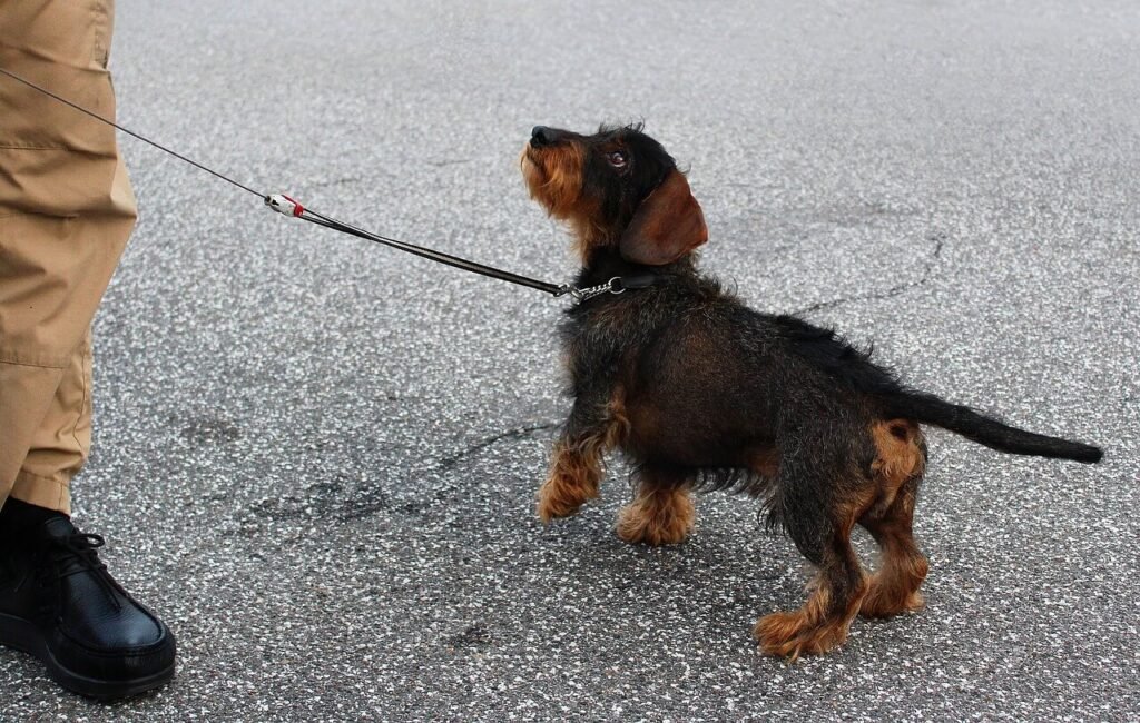 Small Dog Syndrome: Best 7 Health Tips!