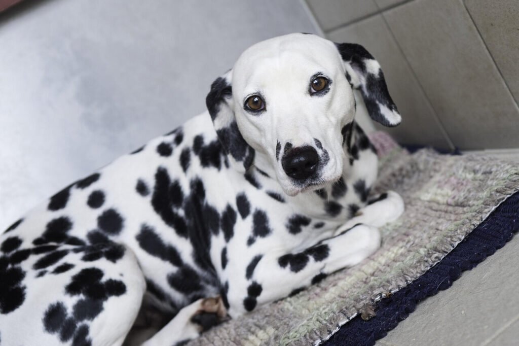 Can Dogs Eat Crab Meat? Best 7 Expert Tips!