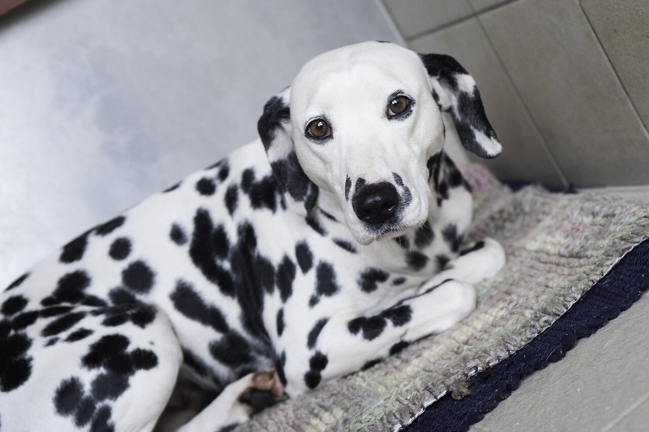 Can Dogs Eat Crab Meat? Best 7 Expert Tips!