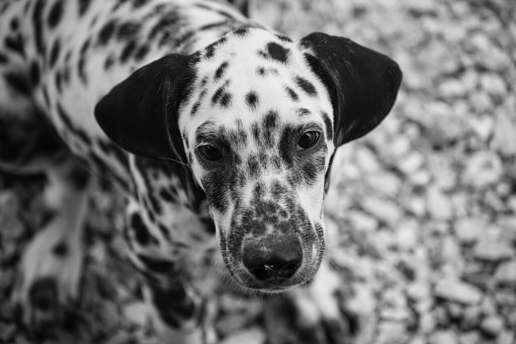 Natural Dog Chews: Best 7 Expert Tips!