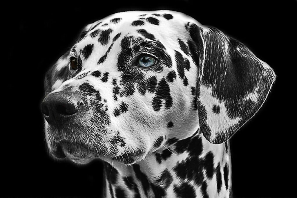 Can Dogs Eat Plums? Best 7 Health Tips!