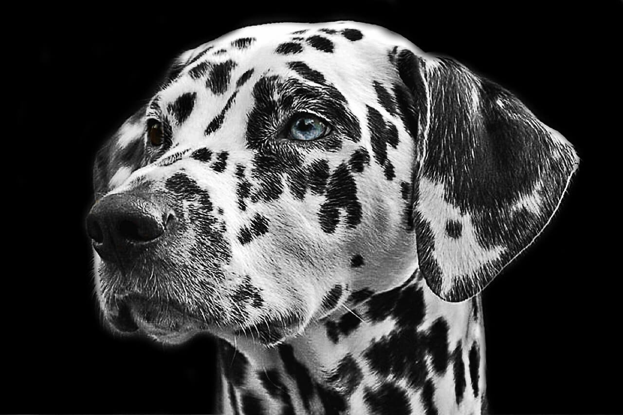 Can Dogs Eat Plums? Best 7 Health Tips!