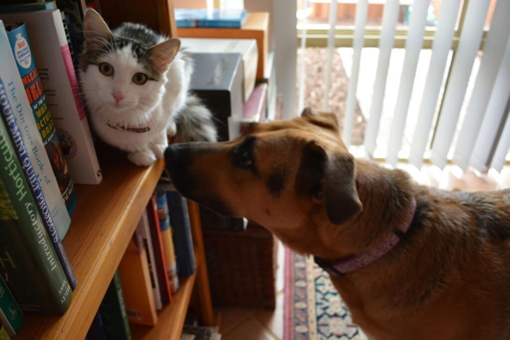 Why Do Dogs Eat Cat Poop? Best 7 Expert Tips!
