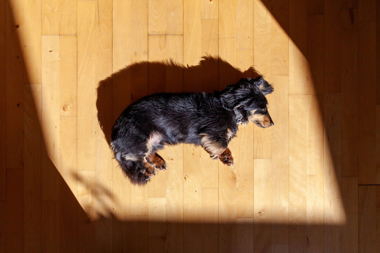The Charm of Non-Sporting Dog Breeds: Best 7 Tips!