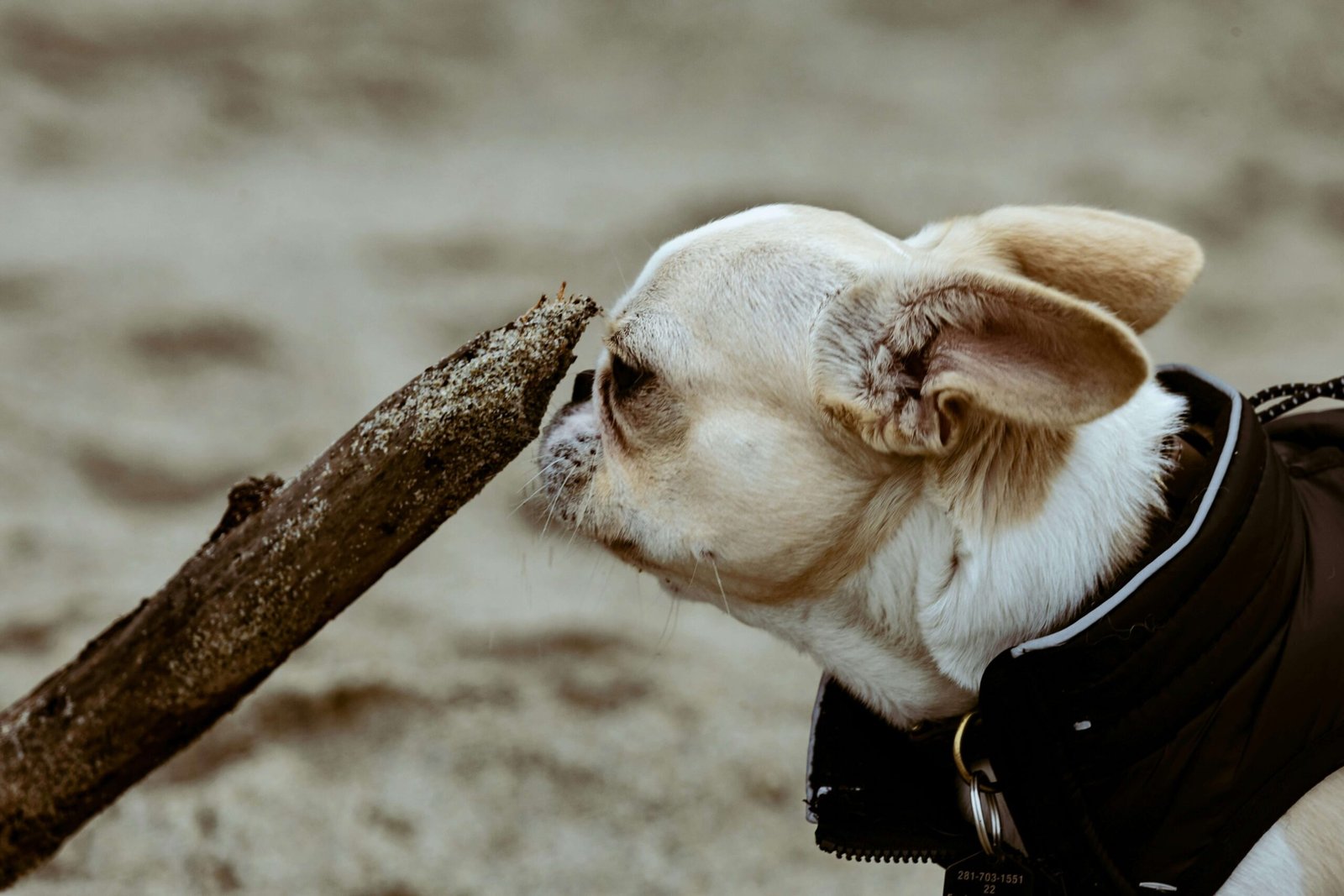 What Happens If a Dog Eats Melatonin? Best 7 Expert Tips!