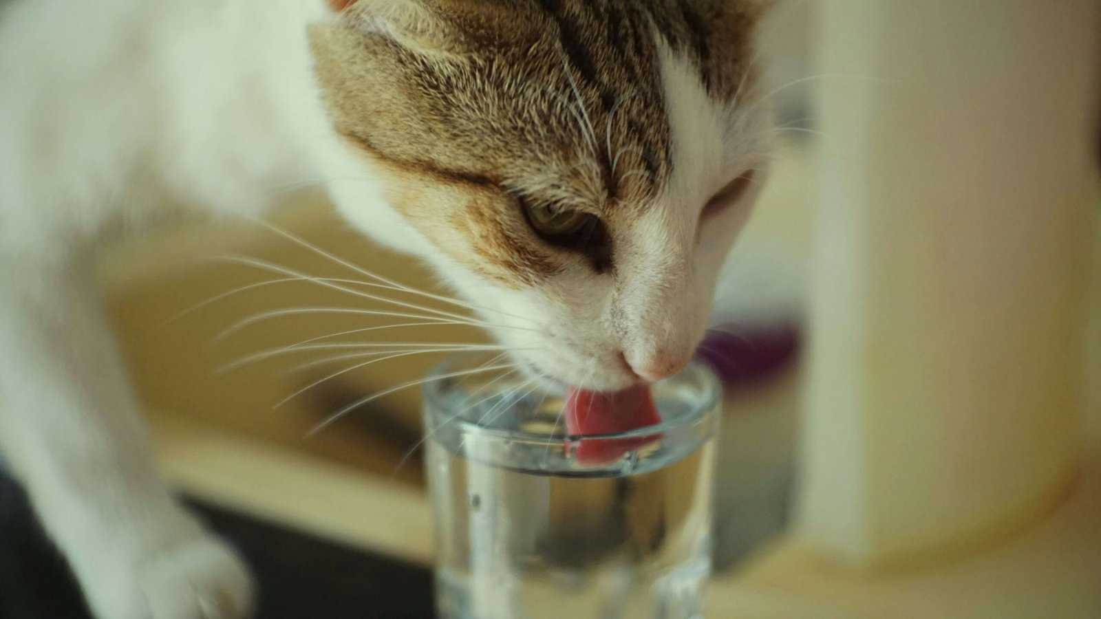 Why Is My Cat Drinking So Much Water? Best 7 Expert Tips!