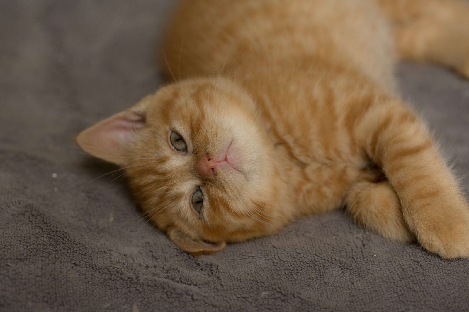 Most Vocal Cat Breeds: Best 7 Expert Tips!