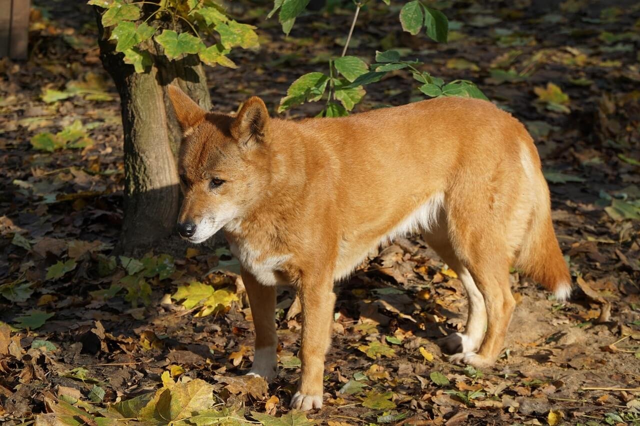 Can You Neuter an Older Dog? Best 7 Health Tips!