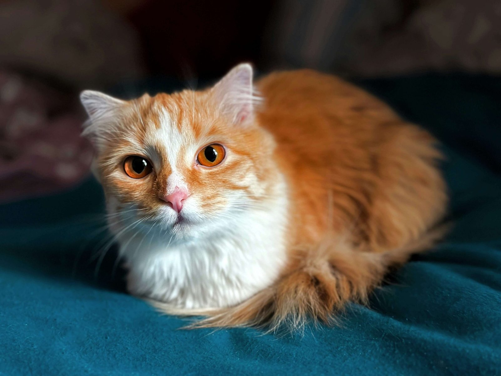 Why Is My Cats Eye Red? Best 7 Expert Tips!