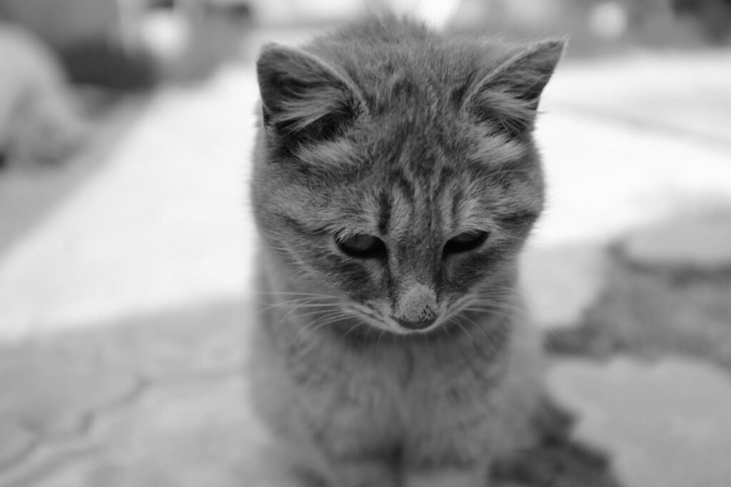 Understanding Cat Anti-Anxiety Medication: Best 7 Tips!