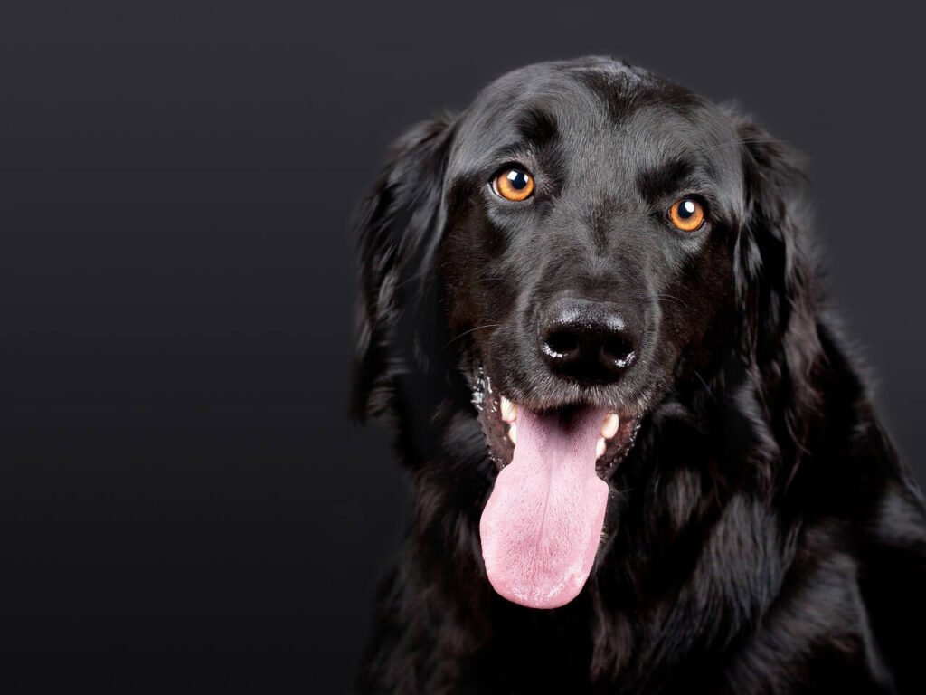 What Happens When Your Dog Eats a Raw Potato? Best 7 Tips!