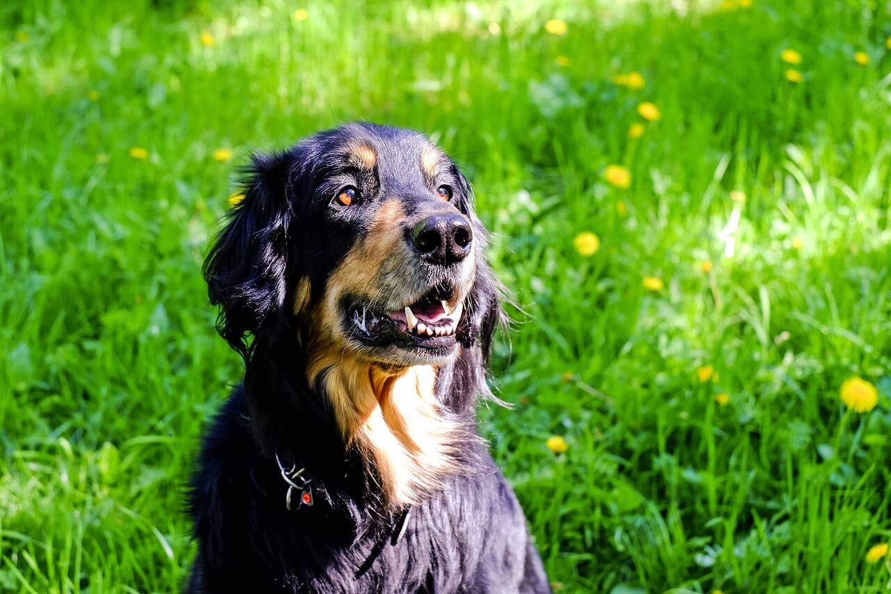 Understanding Pulmonic Stenosis in Dogs: Best 7 Tips!