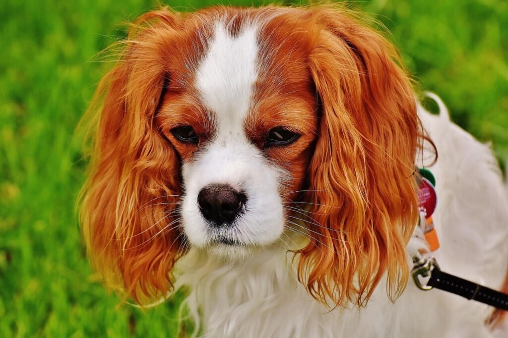 Discover the Cockalier Dog: Best 7 Expert Tips!
