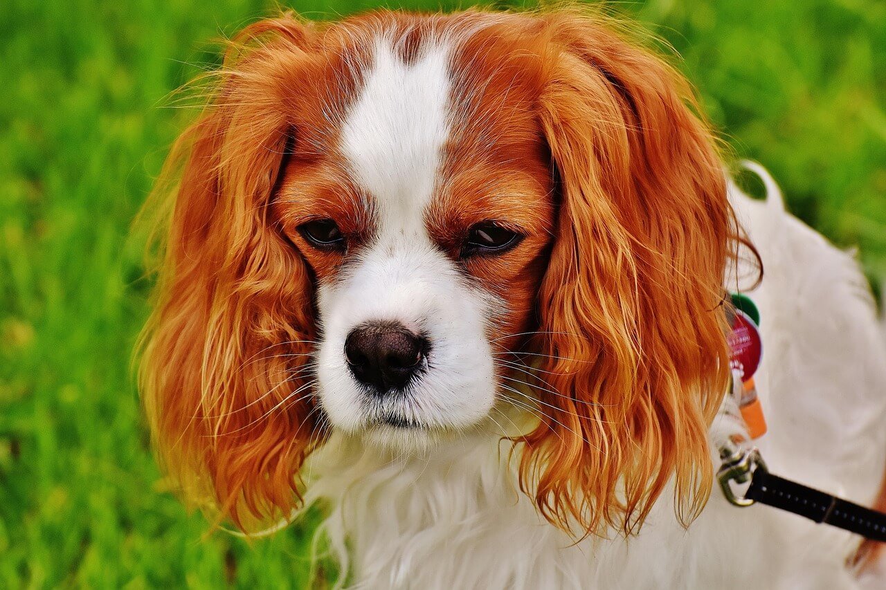Discover the Cockalier Dog: Best 7 Expert Tips!