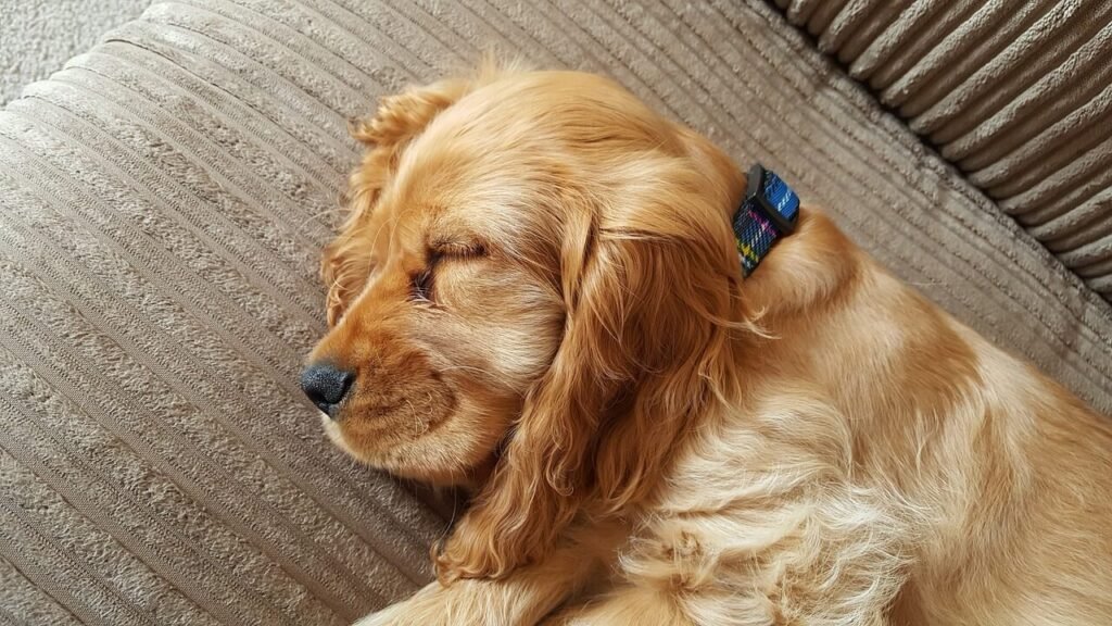 Should You Wake a Dreaming Dog? Best 7 Expert Tips!