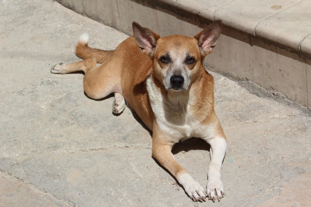 How to Boil Chicken for Your Dog: Best 7 Health Tips!