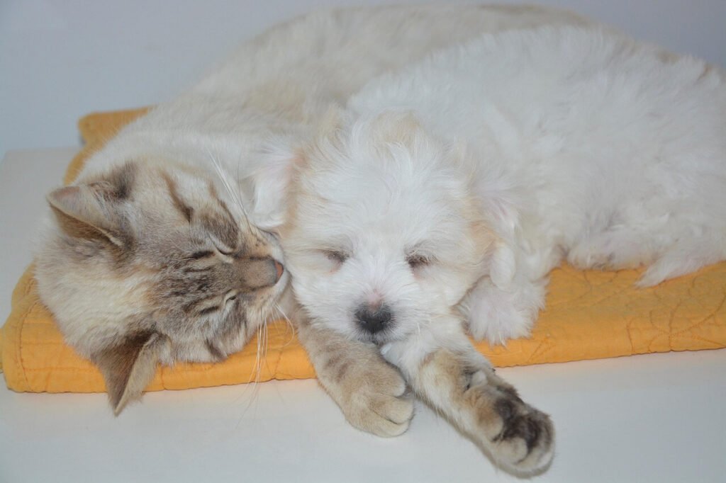Signs My Dog Wants to Kill My Cat: Best 7 Expert Tips!
