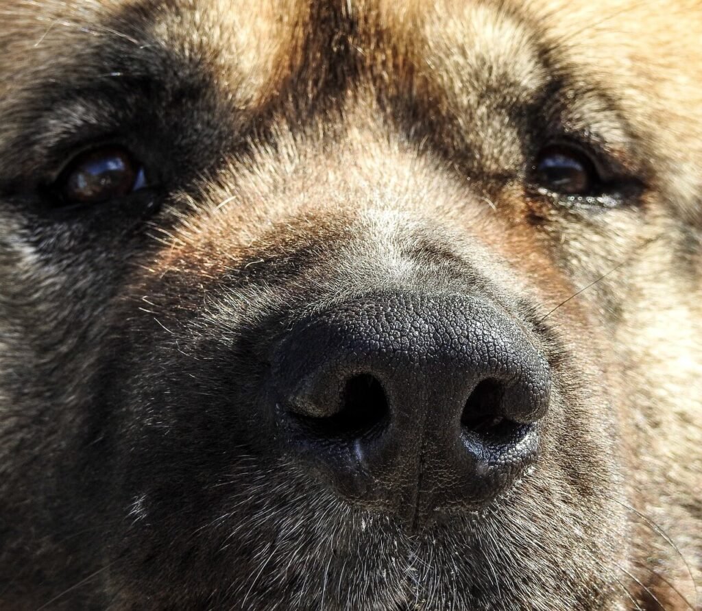 How Much Pineapple to Give a Dog to Stop Eating Poop? Best 7 Tips
