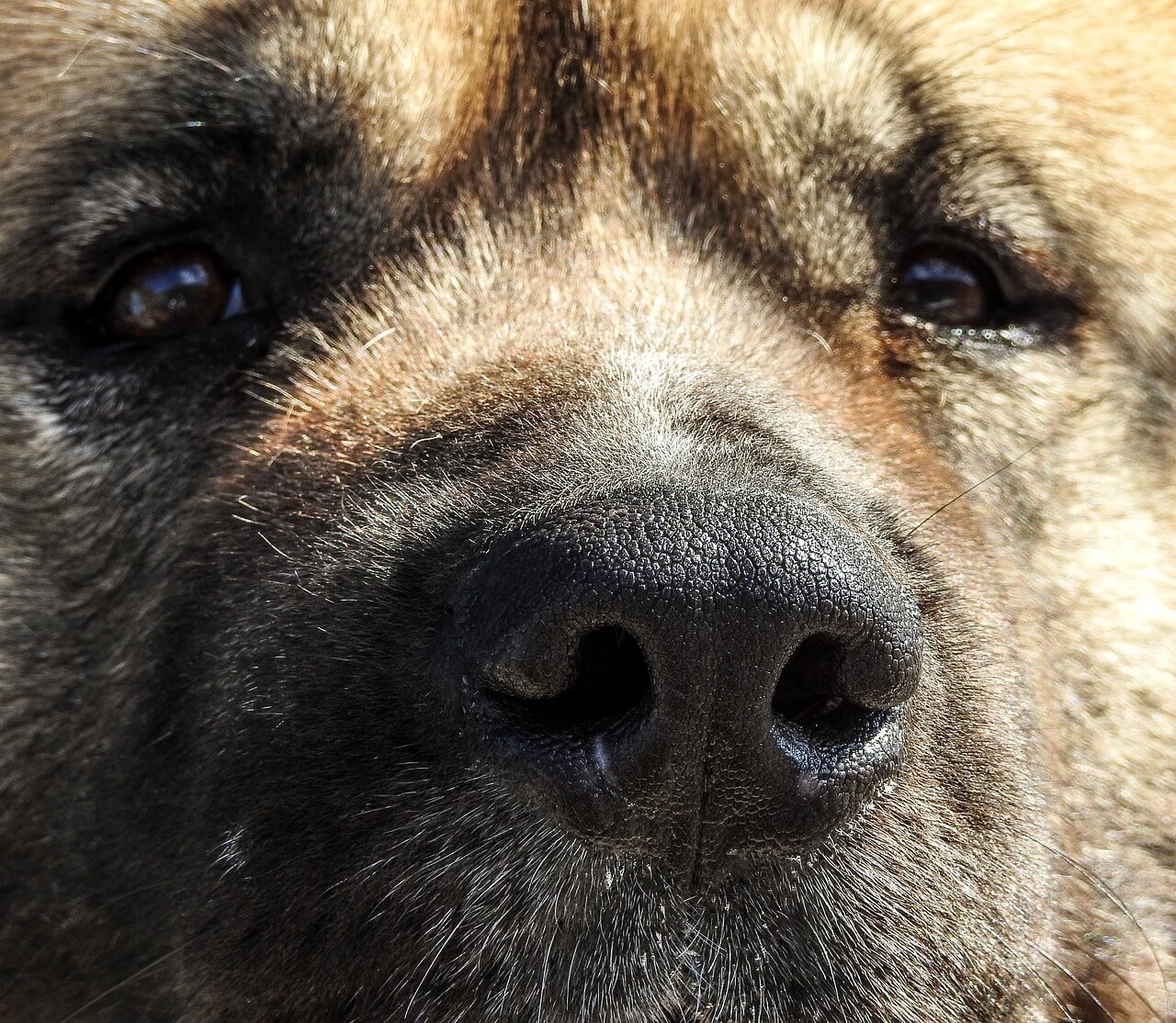 How Much Pineapple to Give a Dog to Stop Eating Poop? Best 7 Tips