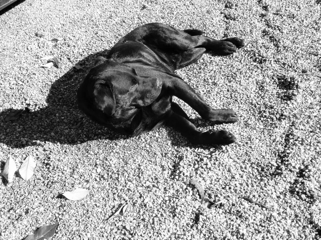 Understanding Dog Panting After Surgery: Best 7 Tips!