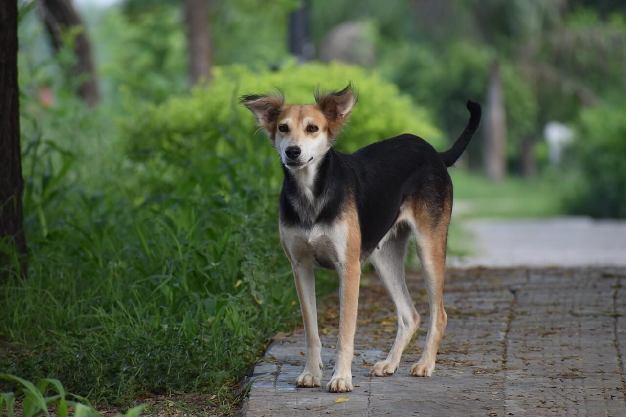 Home Remedies for Dog Drooling: Best 7 Health Tips!