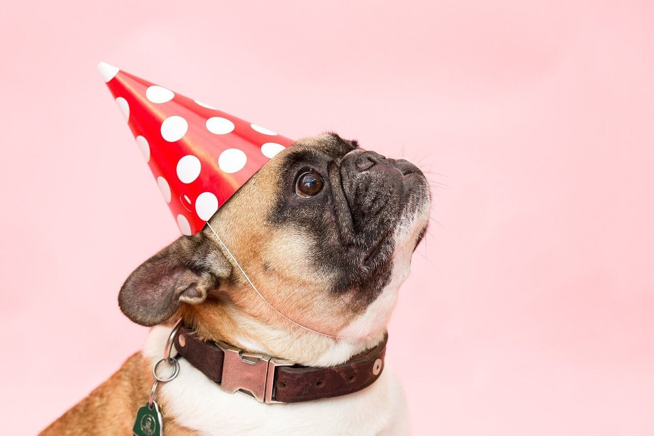The Right Dosage of Diazepam for Dogs: Best 7 Tips!