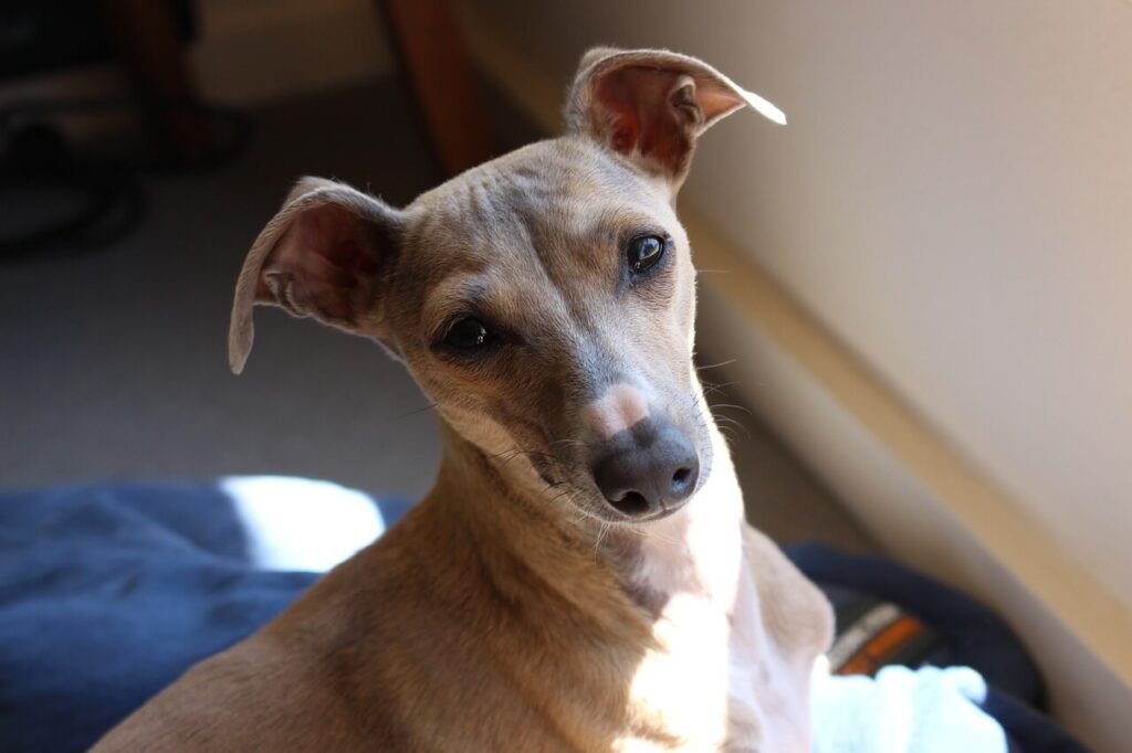 Nasodigital Hyperkeratosis in Dogs: Best 7 Health Tips!