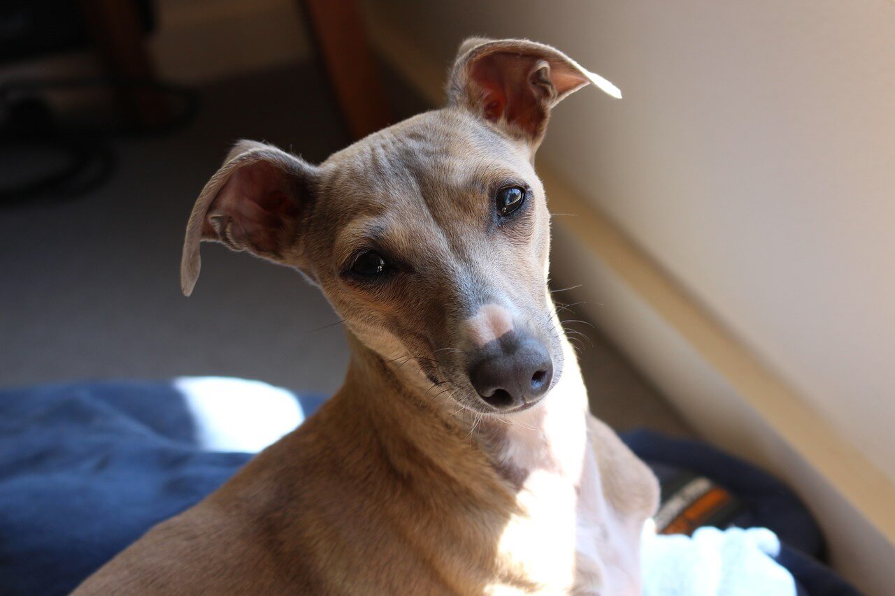 Nasodigital Hyperkeratosis in Dogs: Best 7 Health Tips!