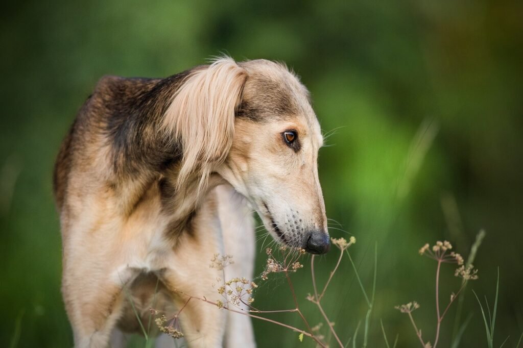 Dog Stomach Gurgling: Best 7 Health Tips!